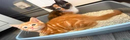 Mixed Breed cats for sale: Kitten - Advert 5