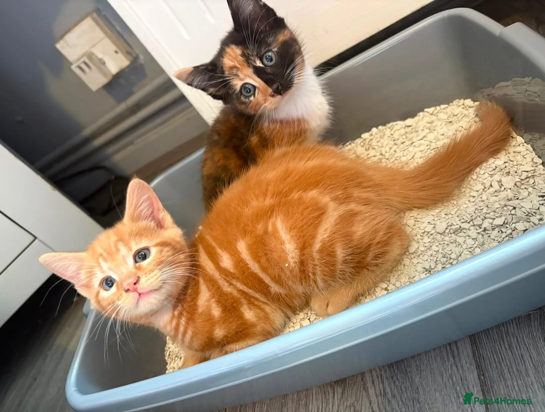 Mixed Breed cats for sale: Kitten - Advert 5