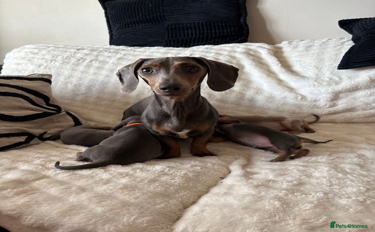 Miniature Dachshund dogs - Advert 2