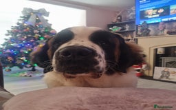 Saint Bernard dogs for sale: Beautiful 10 month old male saint bernard - Image 8