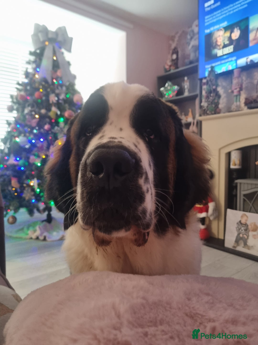 Saint Bernard dogs for sale: Beautiful 10 month old male saint bernard - Image 8