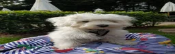 Maltipoo dogs for sale: F1B Maltipoo Puppies - Red & White, Home Raised - Advert 11