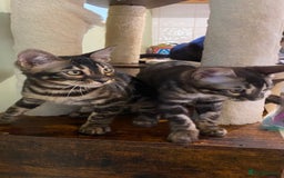 Bengal cats for sale: Rare Bengal Kittens Black, Smoke & Charcoal - Image 7