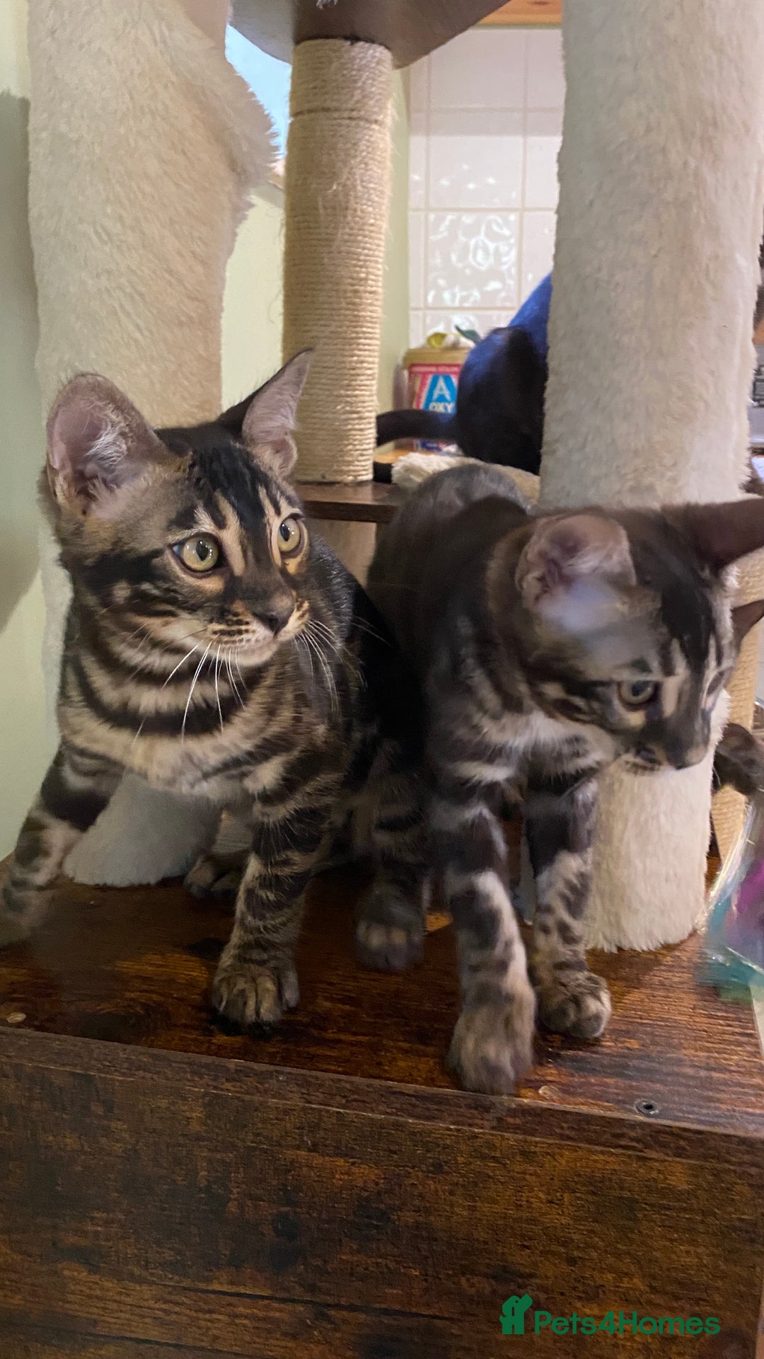 Bengal cats for sale: Rare Bengal Kittens Black, Smoke & Charcoal - Image 7