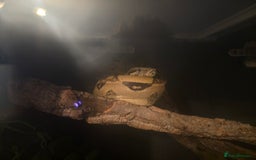 Boa Snake reptiles for sale: Brother and sister with tanks  - Advert 3