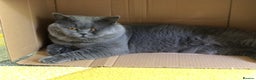 British Shorthair cats for stud: Blue colour BSH Champion Line GCCF stud  in London - Advert 13