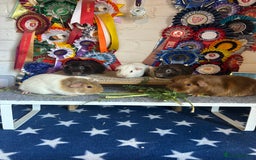 Guinea Pig rodents for sale: Guinea Pigs Sows - Image 1