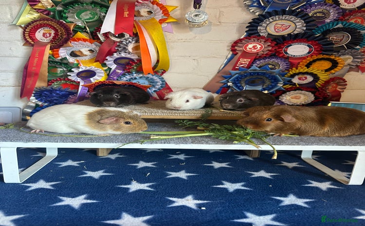 Guinea Pig rodents - Advert 3