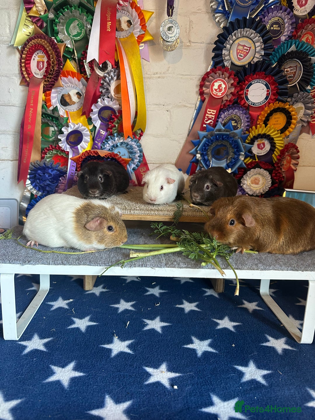 Guinea Pig rodents for sale: Guinea Pigs Sows - Image 1