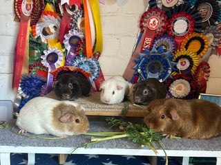 Guinea Pig rodents - Advert 6