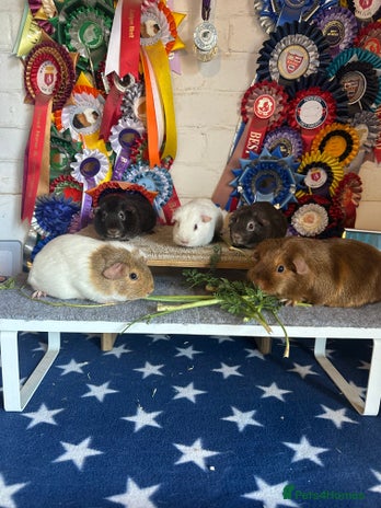 Guinea Pig rodents - Advert 3