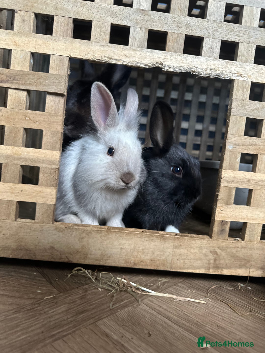 Mixed Breed rabbits for sale: Baby Rabbits  - Image 10