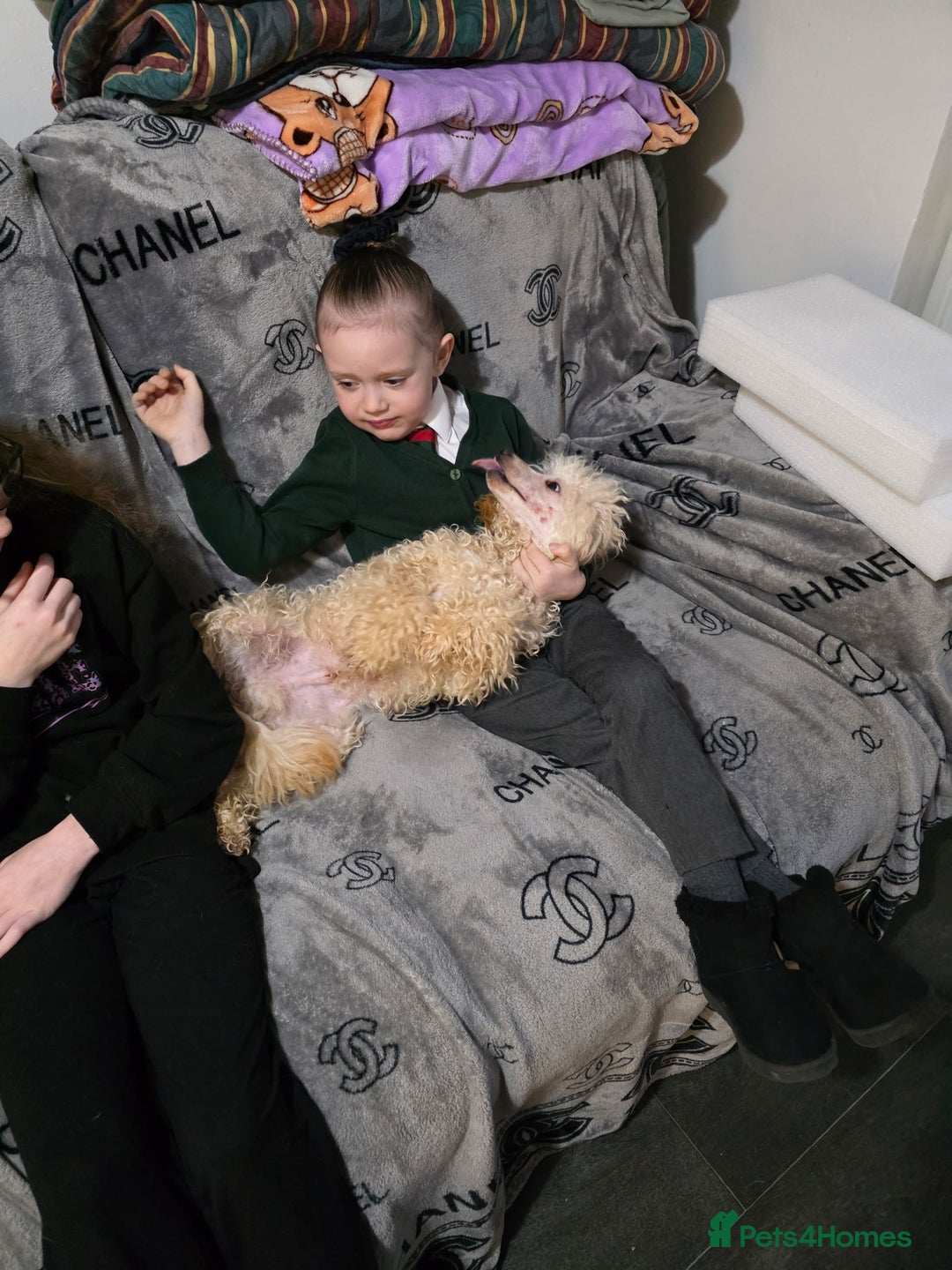 Toy Poodle dogs for sale: Toy poodle male  - Advert 4