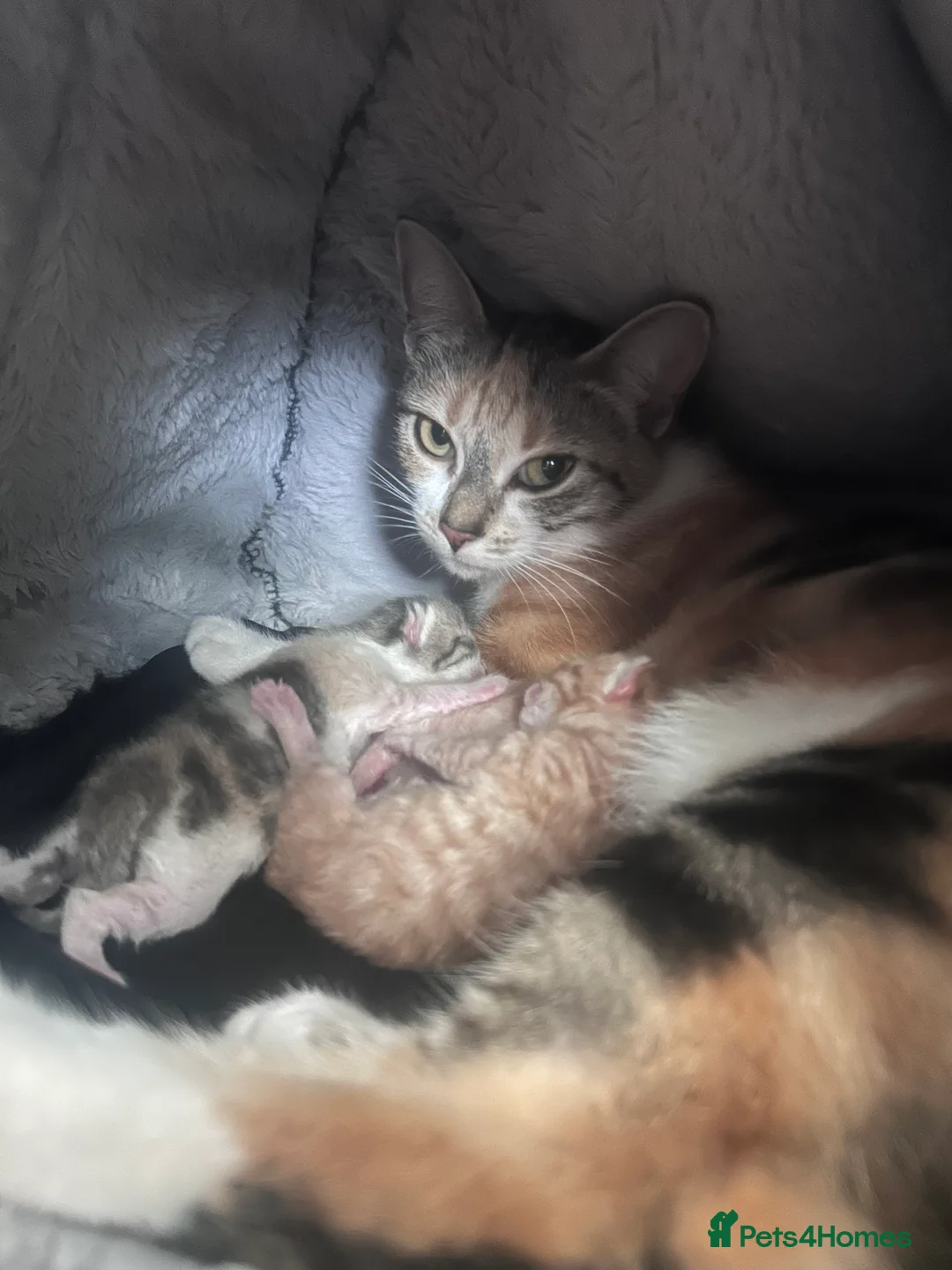 Mixed Breed cats for sale: Beautiful mixed litter for sale  - Advert 2