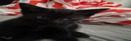 Mixed Breed cats for sale: 3 beautiful black kittens  in Stoke-on-Trent - Advert 17