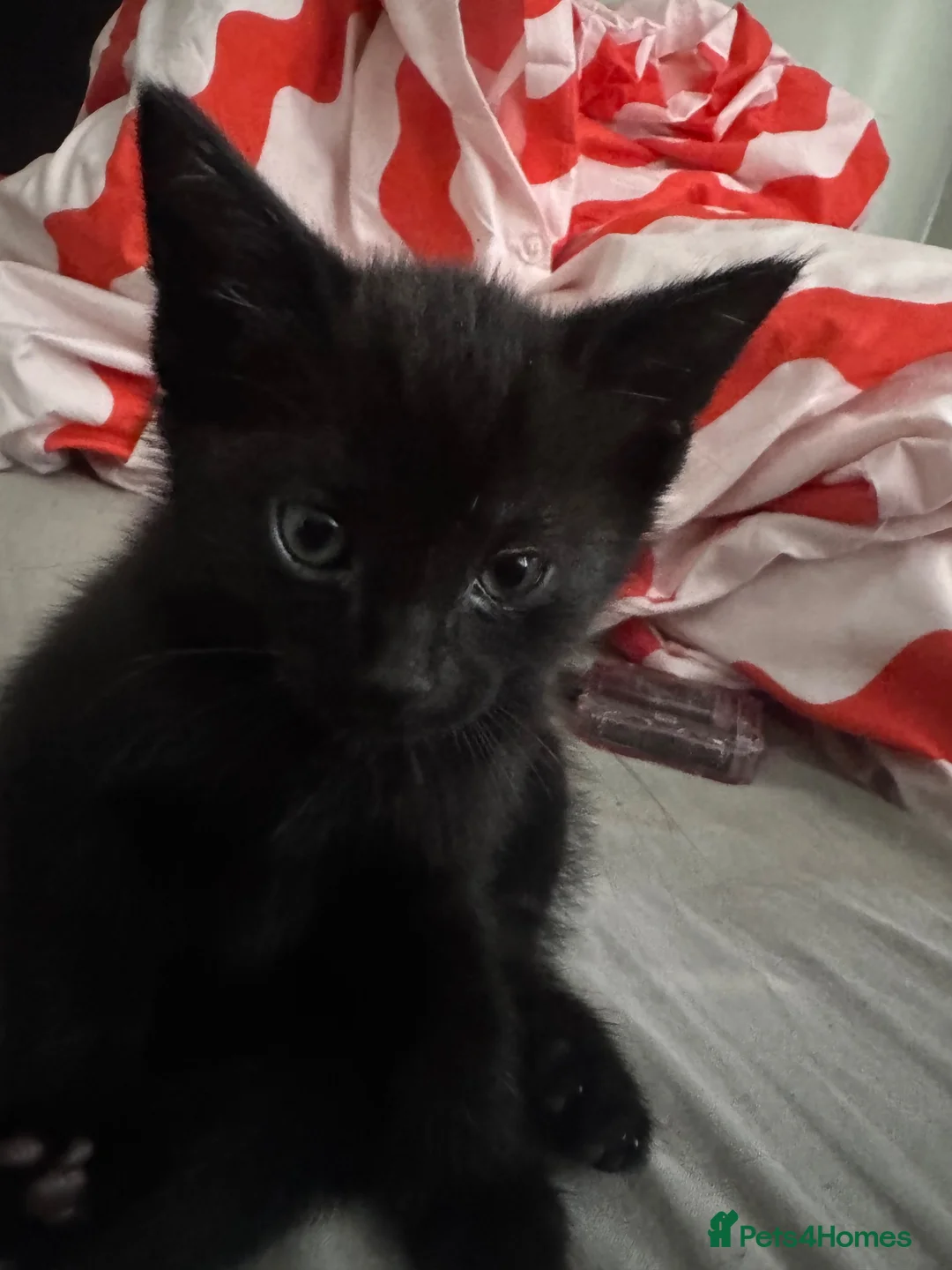 Mixed Breed cats for sale: 3 beautiful black kittens  in Stoke-on-Trent - Advert 17