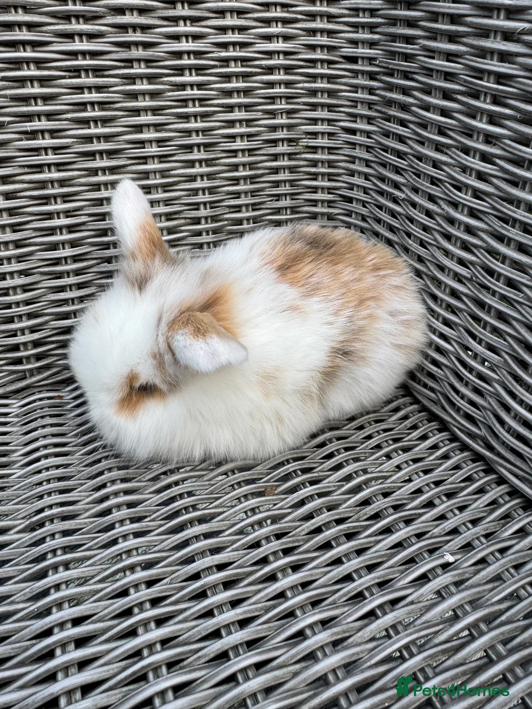 Mini Lion Lop rabbits for sale: Mini lion lop female 8 weeks old  - Advert 3