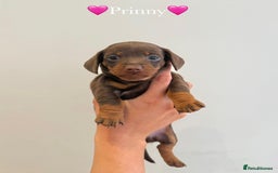 Dachshund dogs for sale: dachshund puppy’s for sale - Image 3
