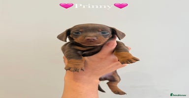 Dachshund dogs - Advert 3