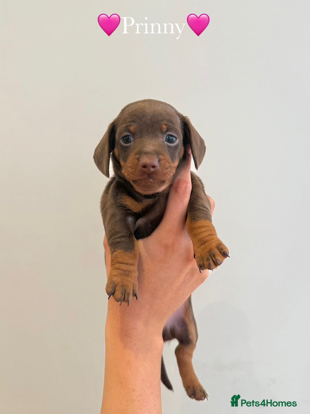 Dachshund dogs for sale: dachshund puppy’s for sale - Image 3