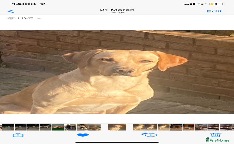 Labrador Retriever dogs - Advert 16