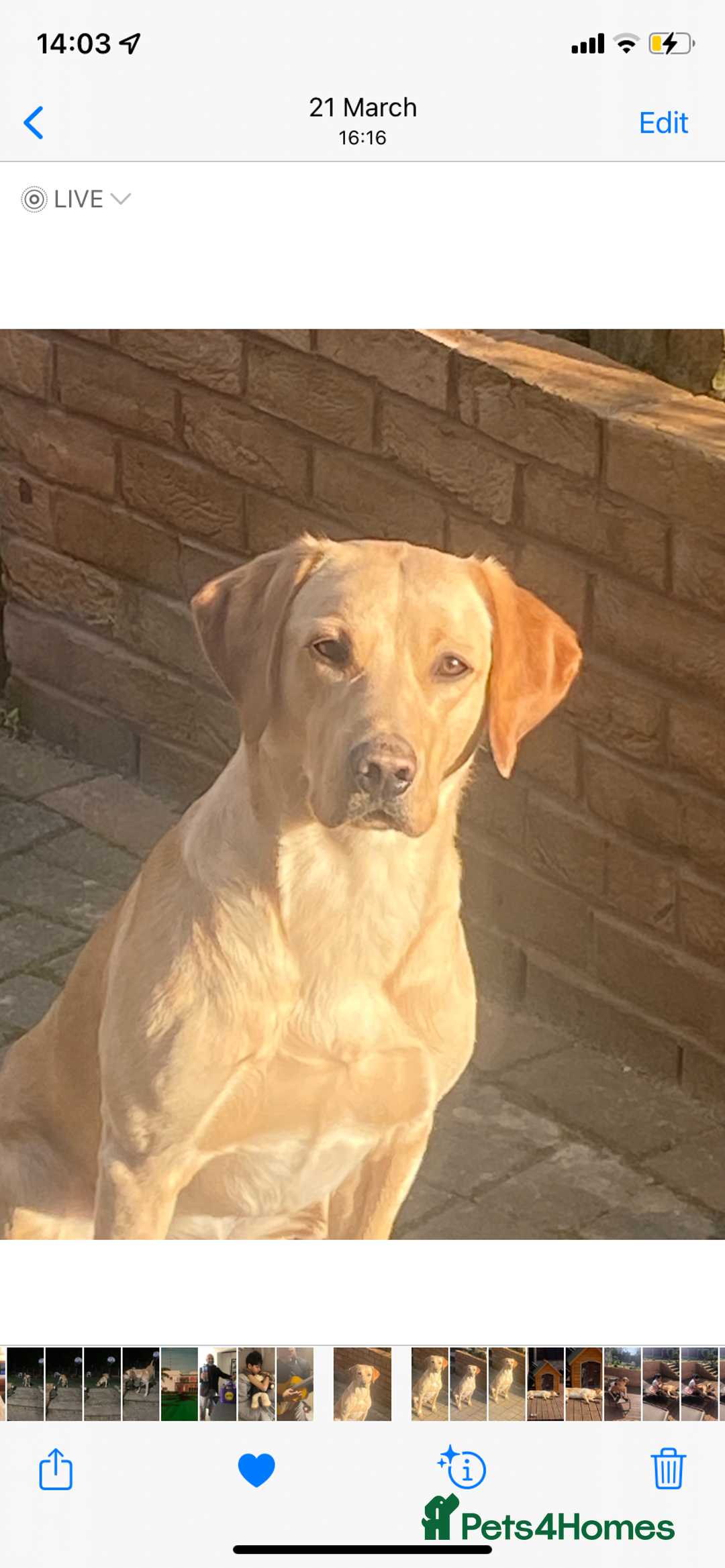 Labrador Retriever dogs for stud: Nacho - 1st time stud  - Image 1