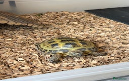 Tortoise reptiles for sale: Horsefield Tortoise, Male, 2y/o + Full Setup - Image 7