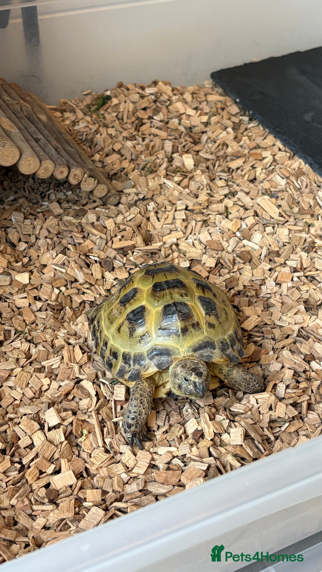 Tortoise reptiles for sale: Horsefield Tortoise, Male, 2y/o + Full Setup - Image 7