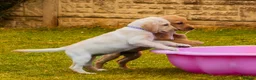 Goldador dogs for sale: 11 Goldador puppies *Ready to leave now* - Advert 8