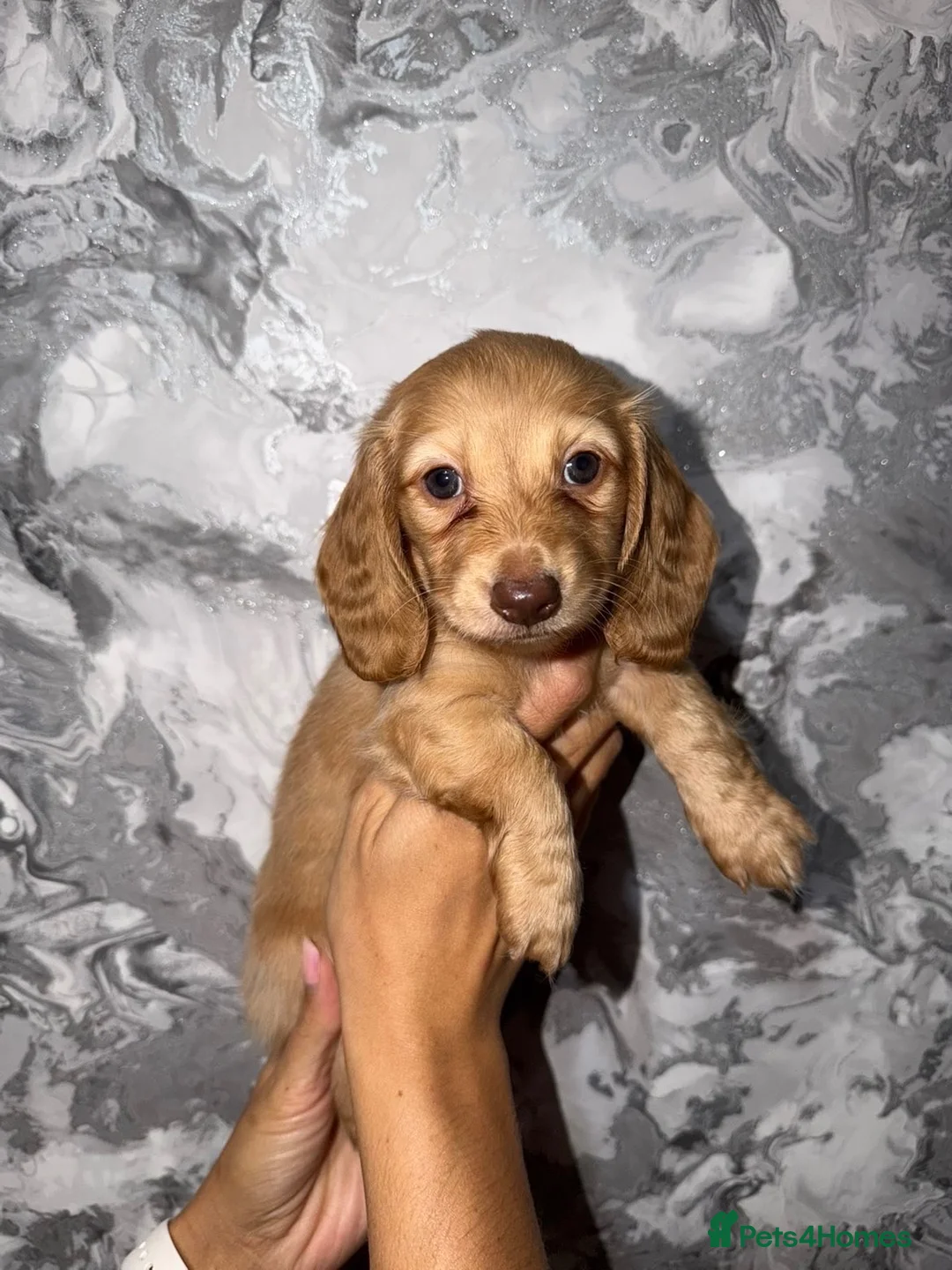 Miniature Dachshund dogs for sale: Kc registered long haired miniature dachshunds  in Warrington - Advert 2