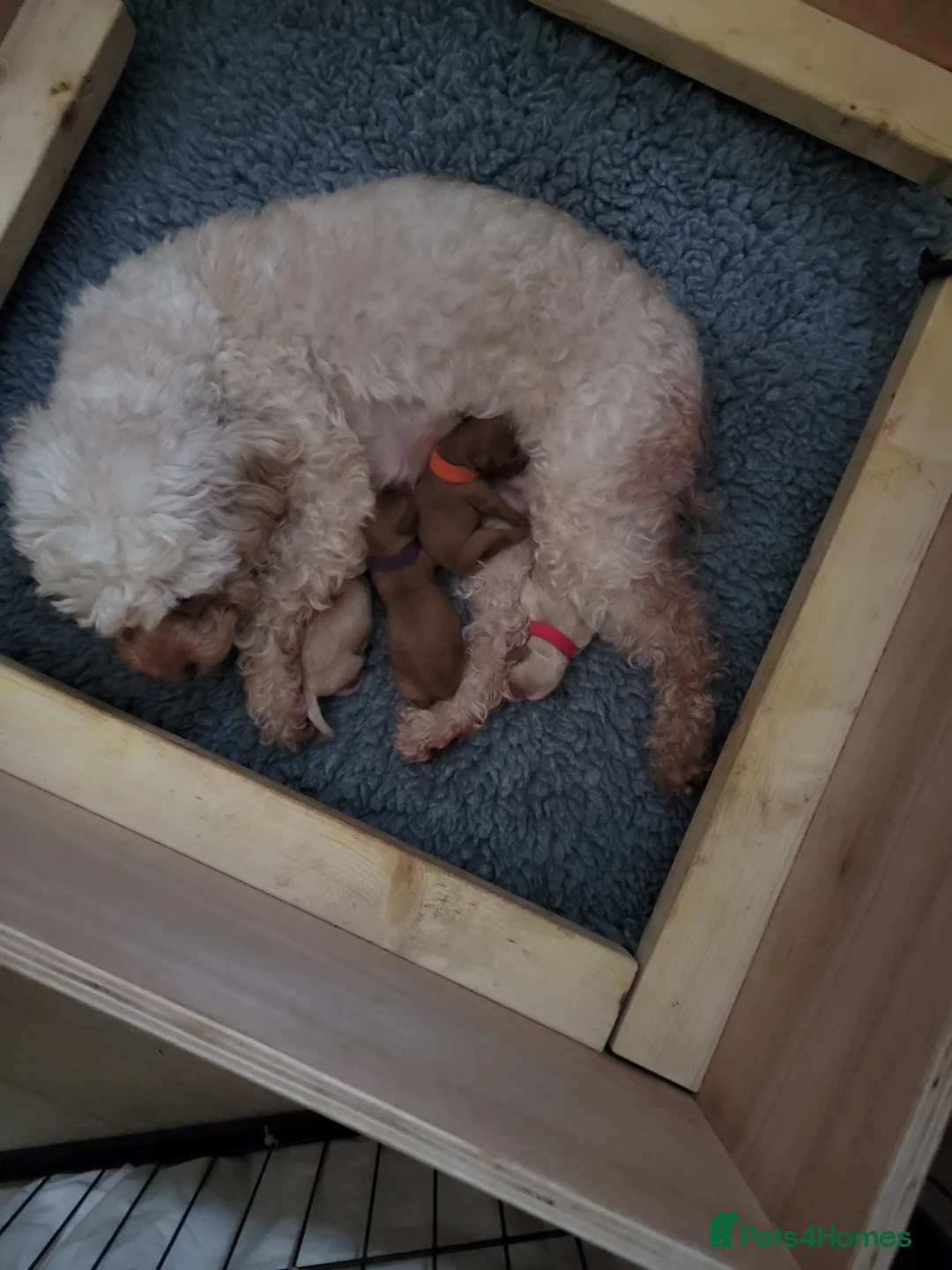 Maltipoo dogs for sale: F1b Maltipoo  - Advert 13