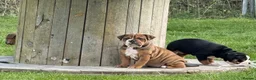 Olde English Bulldogge dogs for sale: Olde english bulldogee READY NEXT WEEK - Advert 1