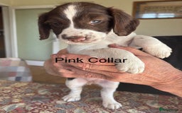 English Springer Spaniel dogs for sale: KC Springer Spaniel puppies 3 x girls available  in Hereford - Image 25