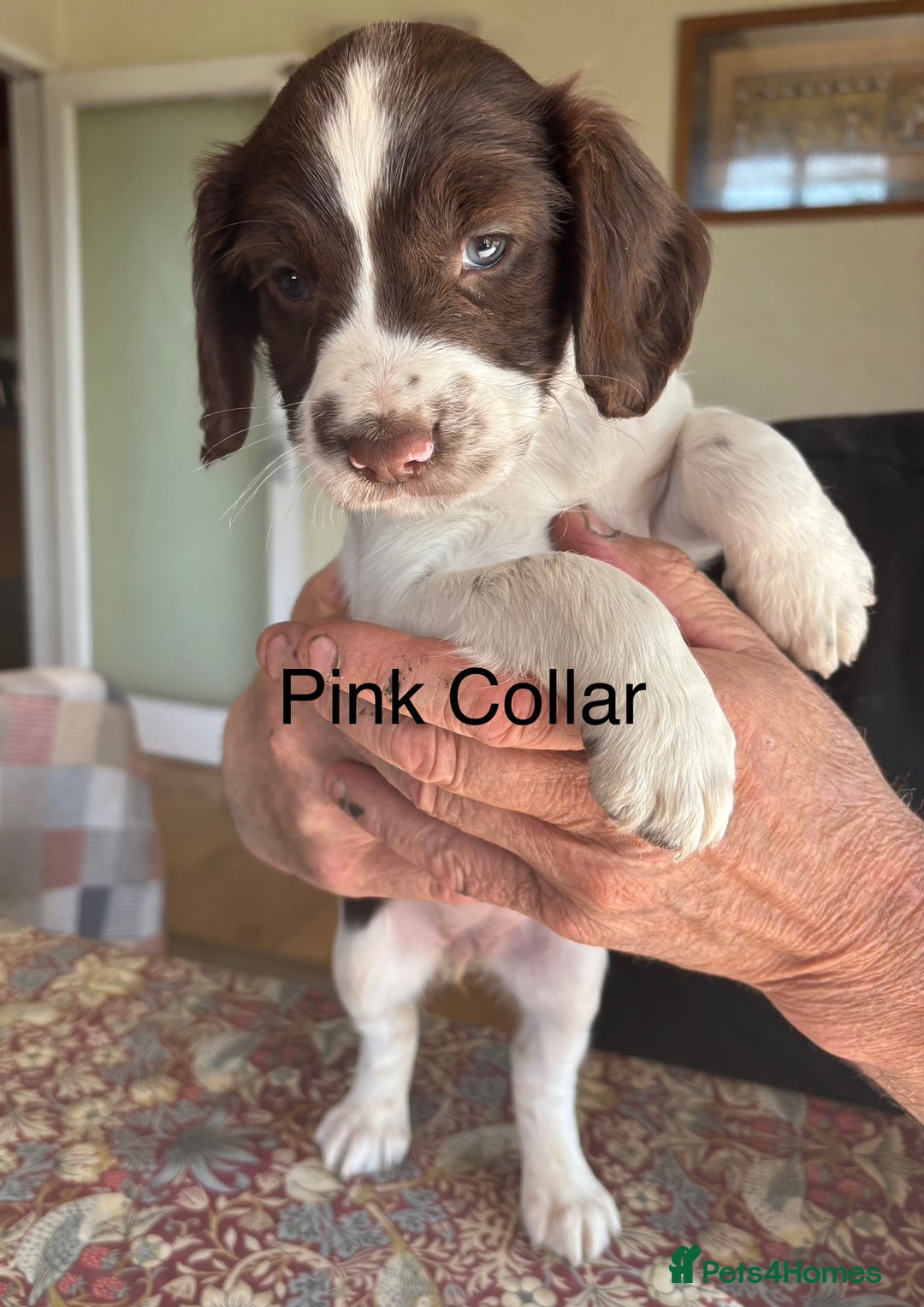 English Springer Spaniel dogs for sale: KC Springer Spaniel puppies 3 x girls available  in Hereford - Image 25
