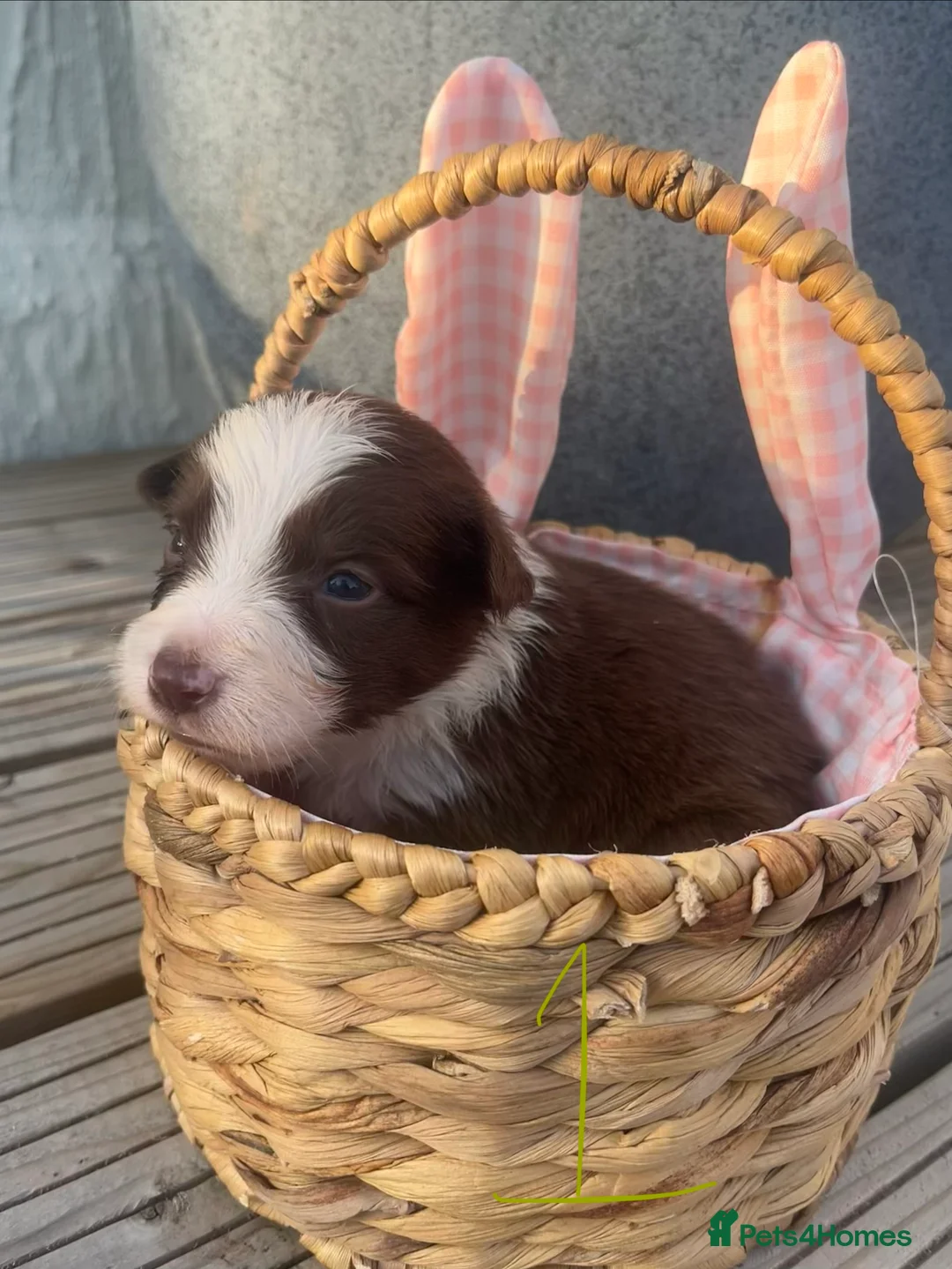 Border Collie dogs for sale: Border Collie Puppies for Sale - Advert 10