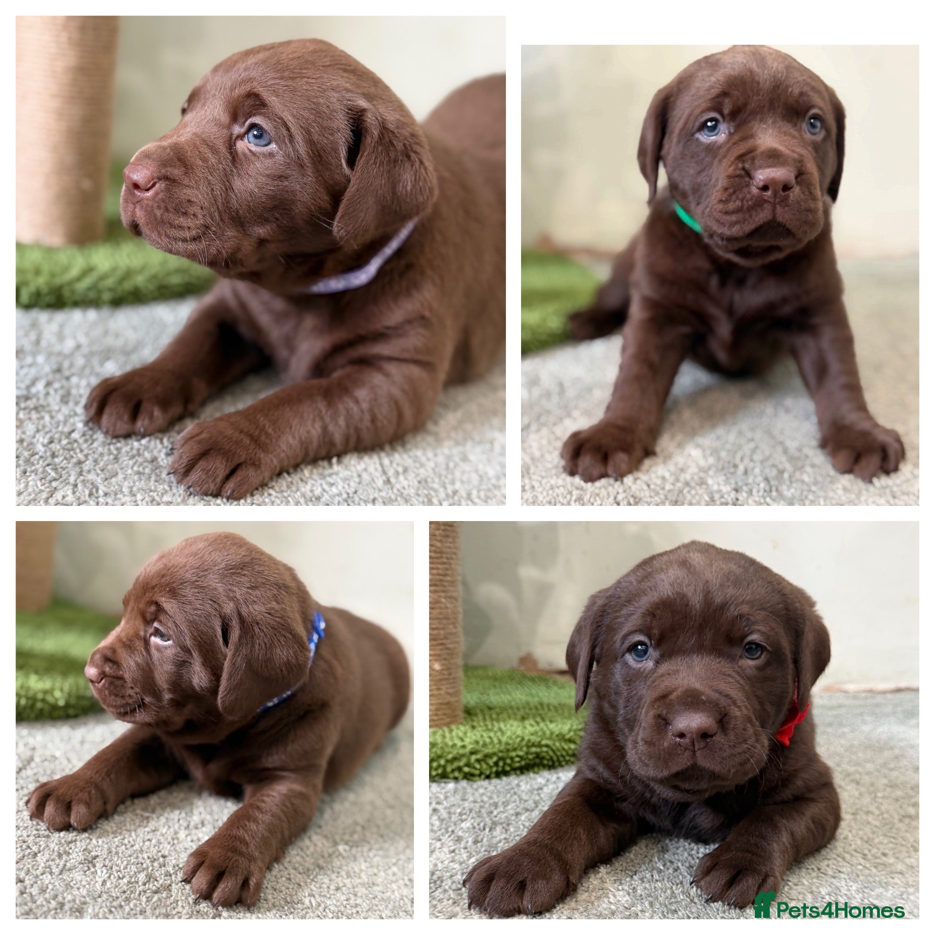 Labrador Retriever dogs Beautiful chocolate Labrador puppies  - Advert 2