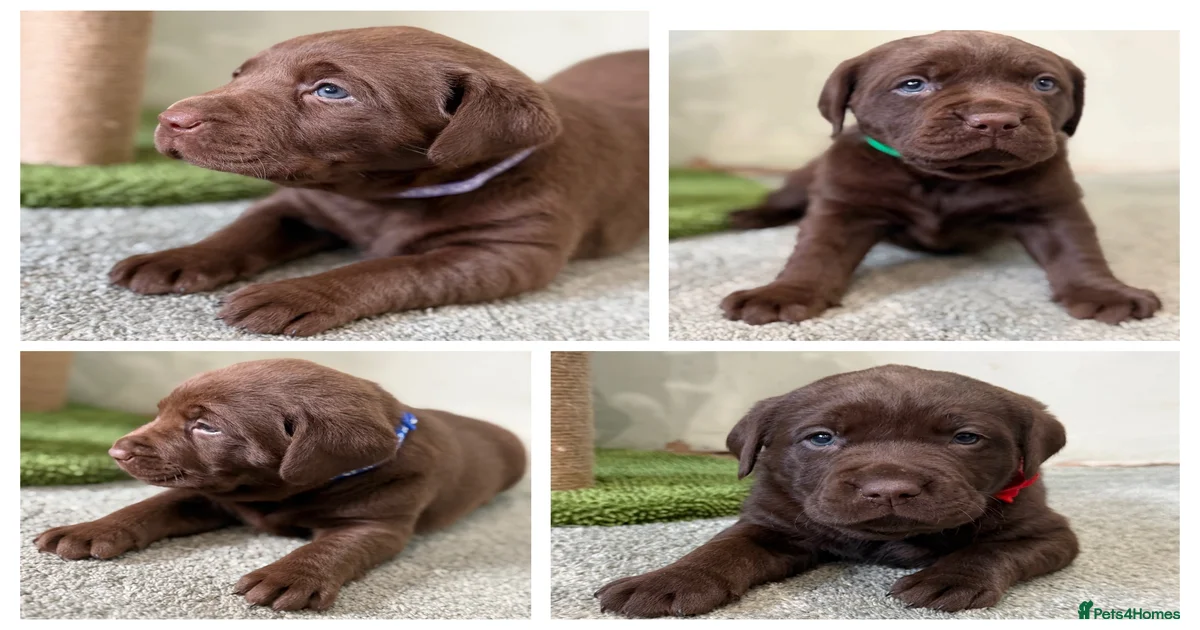 Beautiful chocolate Labrador puppies for sale in Doncaster | Pets4Homes