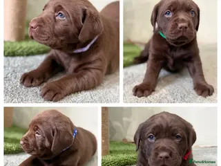 Labrador Retriever dogs Beautiful chocolate Labrador puppies - Advert 2