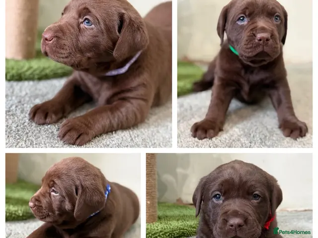 Labrador Retriever dogs Beautiful chocolate Labrador puppies - Advert 6