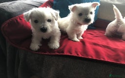 West Highland Terrier dogs for sale: Beautiful west highland puppies for sale - Image 3