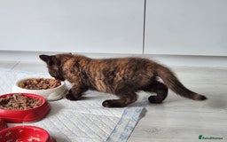 Havana Brown cats for sale: Rare Havana Brown's kittens - Image 12