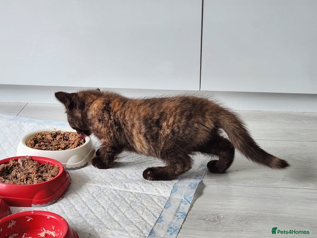 Havana Brown cats for sale: Rare Havana Brown's kittens - Image 12