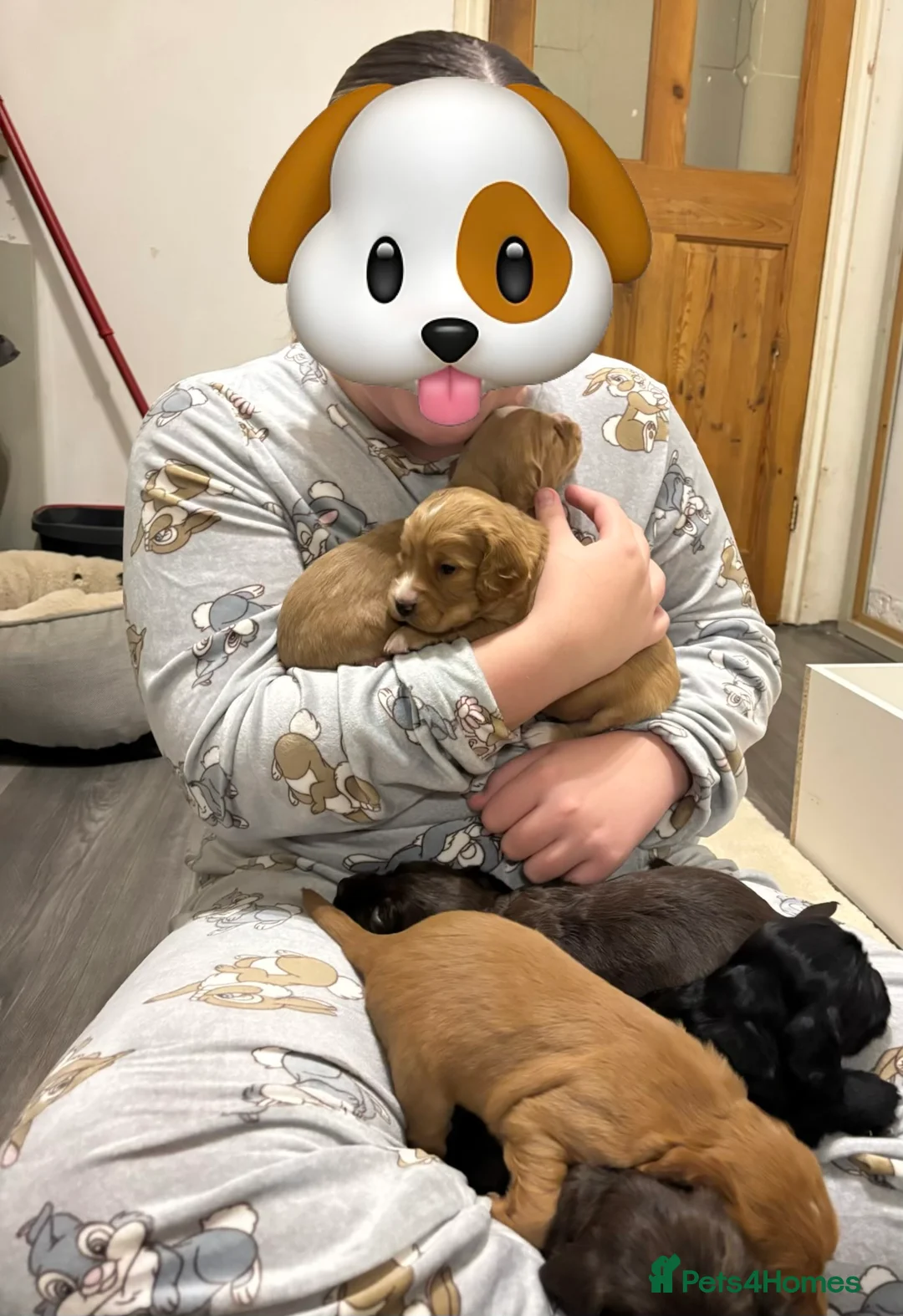 Cocker Spaniel dogs for sale: Cocker spaniel  - Advert 5