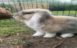 Mini Lop rabbits for sale: extremely friendly mini lop - Advert 2