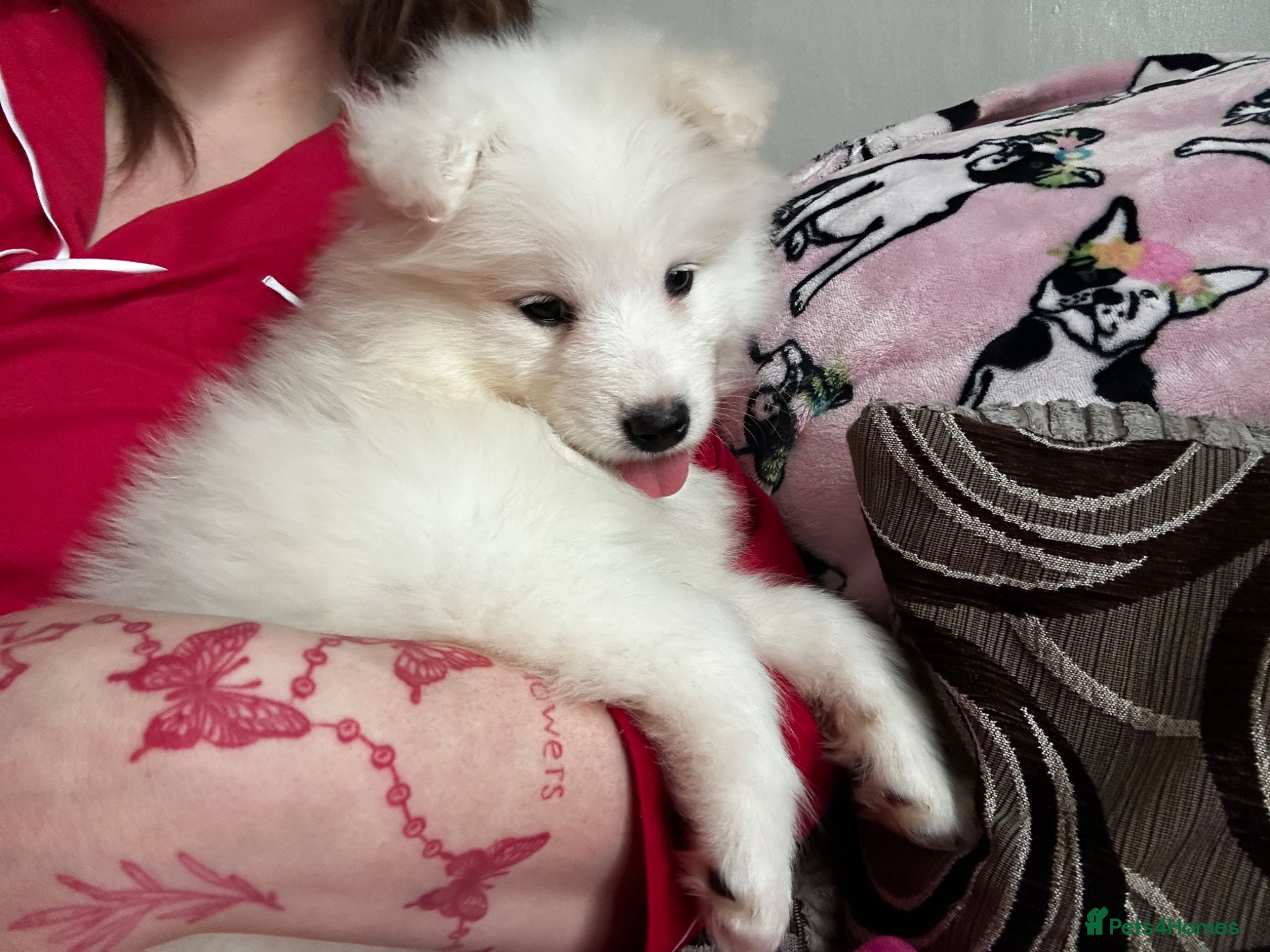 Samoyed dogs Girl Samoyed puppie  - Advert 1