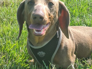 Miniature Dachshund dogs in Thetford - Advert 5