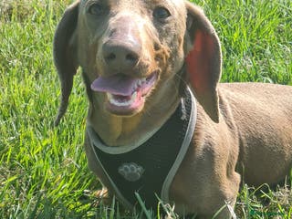 Miniature Dachshund dogs Mr Slink. Isabella & tan for stud in Thetford - Advert 7