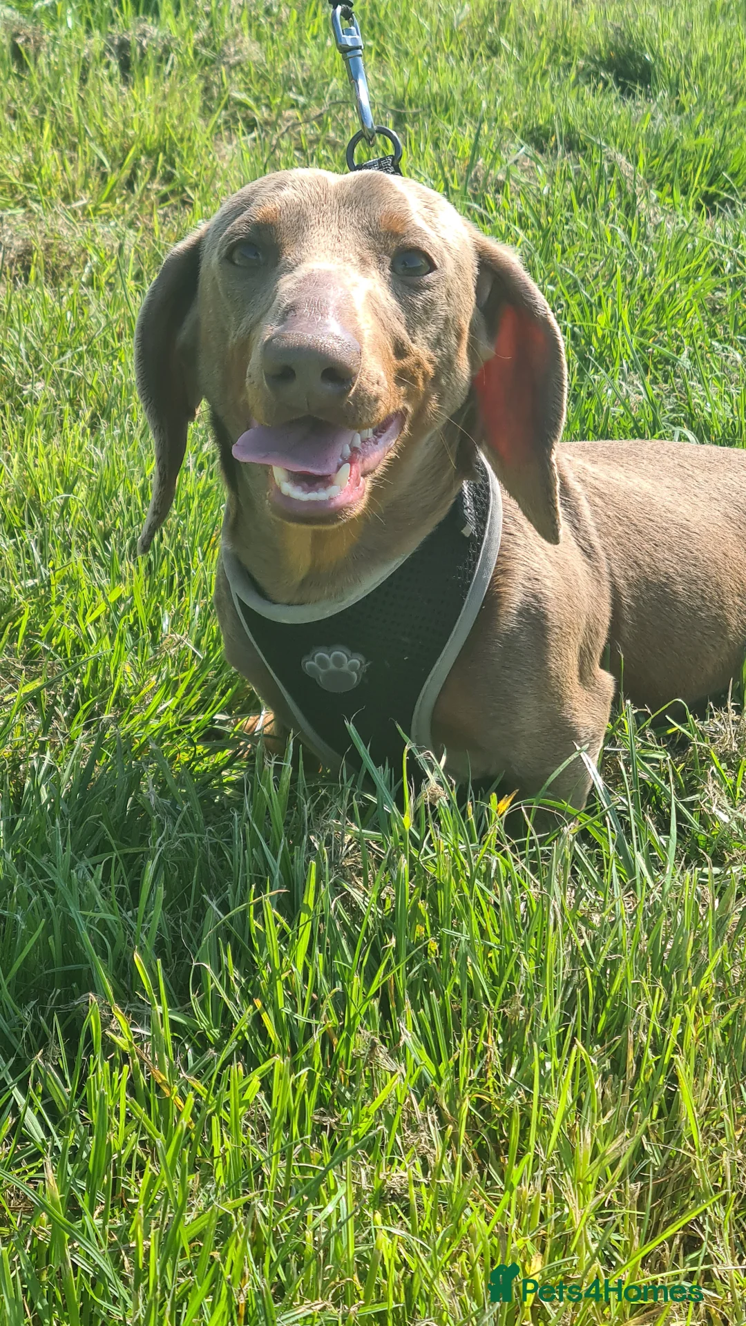 Miniature Dachshund dogs for stud: Mr Slink. Isabella & tan for stud in Thetford - Advert 1