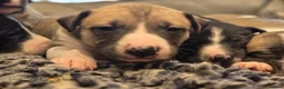 Mixed Breed dogs for sale: Whippet cross whippet lurcher - Advert 16