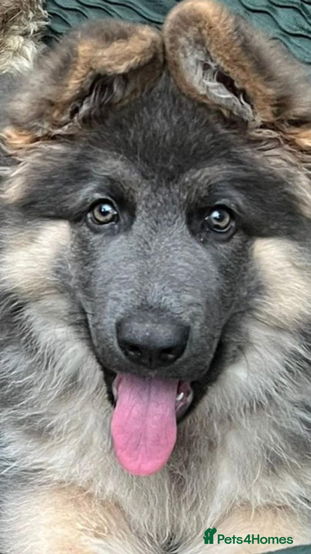 German Shepherd dogs for stud: Old-fashioned type GERMAN SHEPHERD at stud - Advert 16